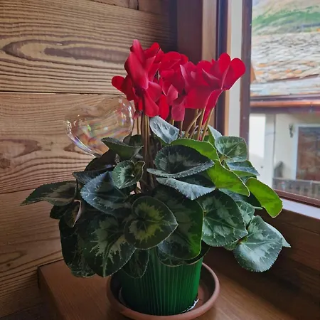 La Maison Des Coeurs, Cogne